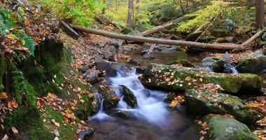 creek with tree branches photo