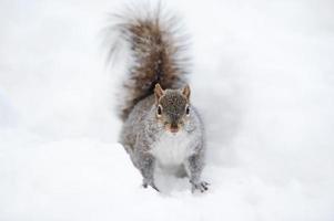 Squirrel with snow in winter photo