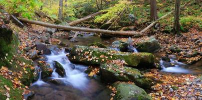 creek panorama with tree branches photo