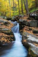 arces amarillos con arroyo de montaña de otoño foto