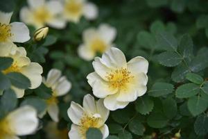 Large yellow rosehip flowers on a bush in summer photo