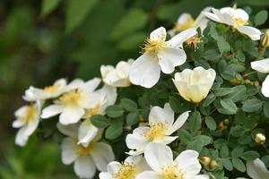 Large yellow rosehip flowers on a bush in summer photo