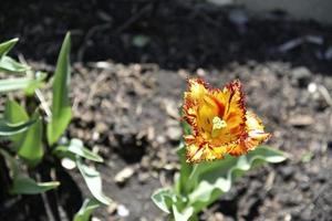 tulipanes rojos y amarillos en el jardín de verano foto