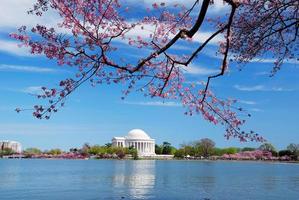 flor de cerezo de washington dc foto