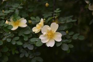 Large yellow rosehip flowers on a bush in summer photo
