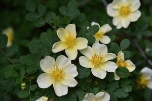 Large yellow rosehip flowers on a bush in summer photo