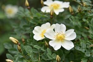 Large yellow rosehip flowers on a bush in summer photo