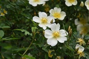 Large yellow rosehip flowers on a bush in summer photo