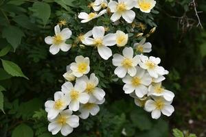 Large yellow rosehip flowers on a bush in summer photo