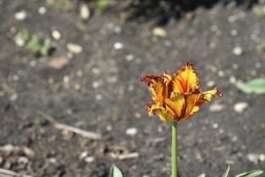 tulipanes rojos y amarillos en el jardín de verano foto