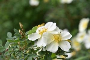 Large yellow rosehip flowers on a bush in summer photo