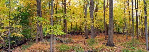 Bear Mountain forest panorama photo