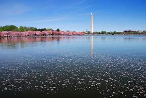 cherry blossom by lake, Washington DC photo