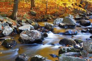 Autumn creek woods photo
