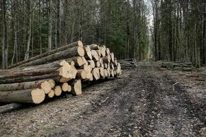 cosecha de troncos en el bosque. industria forestal foto