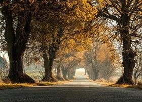 Autumn forest is a narrow road in Poland photo