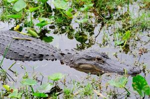 Alligator closeup in wild photo