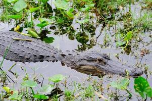 primer plano de cocodrilo en estado salvaje foto