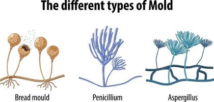 los diferentes tipos de molde vector