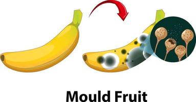 Inedible decomposed banana with mould vector