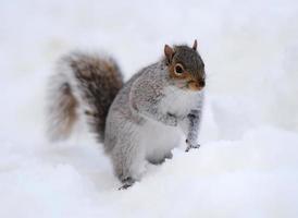 Squirrel with snow in winter photo