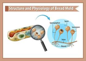 estructura y fisiología del moho del pan vector