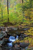 arroyo de otoño en el bosque foto