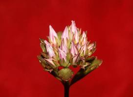 flor de roca salvaje cerrar sedum spurium familia crassulaceae botánico moderno impresión de gran tamaño macro floral de alta calidad foto