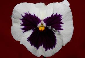 Fower blossom close up botanical background pansy family violaceae big size high quality prints photo