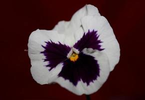 fower blossom close up fondo botánico pansy family violaceae tamaño grande impresiones de alta calidad foto