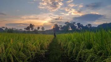 Green paddy field. Rice plantation. Organic rice farm in Asia. Rice price in the world market concept. Beautiful nature of farm land. Paddy field. Plant cultivation. Pro Photo