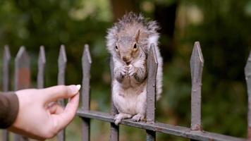 menselijke hand die hongerige kleine eekhoorn voedt met pinda's in het park van londen. hand die schattige eekhoorn met een noot voedt. leven in Londen. video