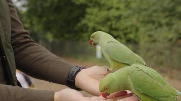 papagaio verde em londres voando no parque e sentado em uma mão, comendo nozes em um dos parques em londres, reino unido. alimentando a vida selvagem em londres. video