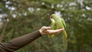 papagaio verde em londres voando no parque e sentado em uma mão, comendo nozes em um dos parques em londres, reino unido. alimentando a vida selvagem em londres. video