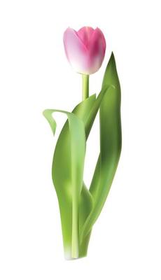 Beautiful Pink Tulip Vector Illustration