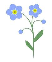 flor de nomeolvides, ilustración colorida vector