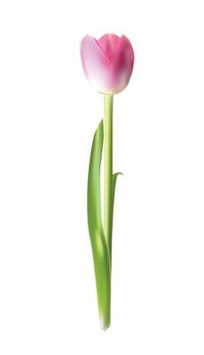 Beautiful Pink Realistic Tulip Vector Illustration