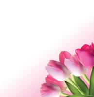 Beautiful Pink Realistic Tulip Background Vector Illustration