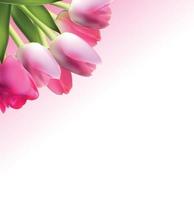 Beautiful Pink Realistic Tulip Background Vector Illustration