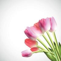 Beautiful Pink Realistic Tulip Vector Illustration