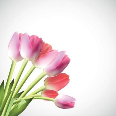 Beautiful Pink Realistic Tulip Vector Illustration