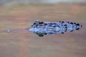 Alligator swim closeup photo