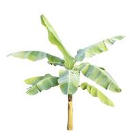 Banana tree isolated on white background photo