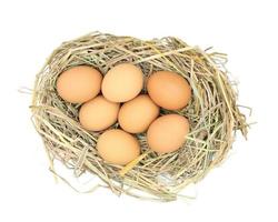 huevos de gallina en el nido de paja aislado sobre fondo blanco foto