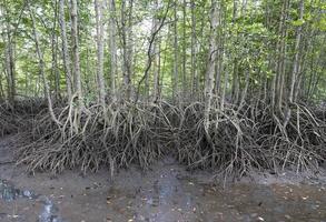 árbol de manglares y raíces complejas en bosques de manglares foto