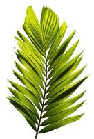 Green palm leaf isolated on white background photo