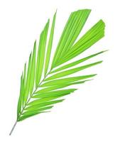 Green palm leaf isolated on white background photo