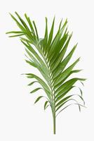 Green palm leaf isolated on white background photo