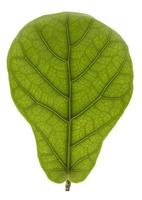 Ficus lyrate leaf texture as natural background photo