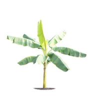 Banana tree isolated on white background photo